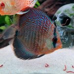 Red Super Eruption Discus, High Body photo review