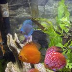 Mosaic Turquoise Discus, Blue Base photo review