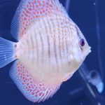 Red Super Eruption Discus, High Body photo review