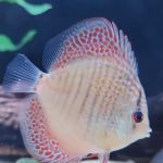 Red Super Eruption Discus, High Body photo review