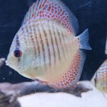 Red Super Eruption Discus, High Body photo review