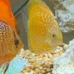 Yellow Pigeon Blood Discus photo review