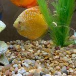 Yellow Pigeon Blood Discus photo review