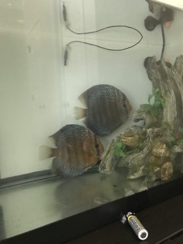 Blue Mosaic Leopard Discus, Proven Breeding Pair photo review