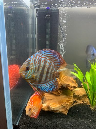 Turquoise Heckel Cross Discus photo review