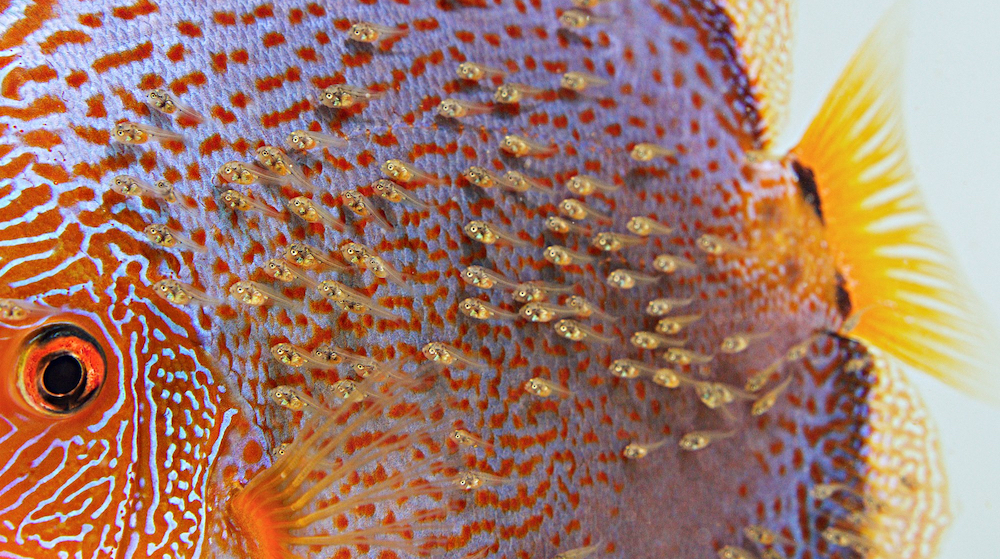 freshwater discus fish