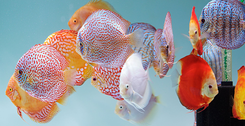 Discus Fish For Sale: Hybrid & Wild Strains | Discus.com