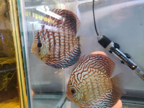 German Red Turquoise Discus, Proven Breeding Pair photo review