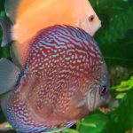 German Red Turquoise Discus, Red Base photo review