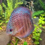 German Red Turquoise Discus, Red Base photo review