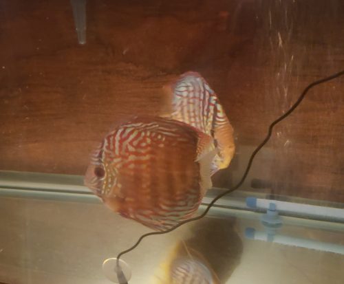 German Red Turquoise Discus, Proven Breeding Pair photo review