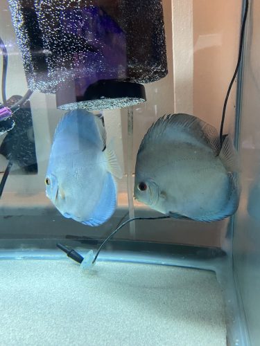 Blue Diamond Discus, Proven Breeding Pair photo review