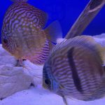 Wild Yellow-Faced Blue Nhamunda Heckel Discus photo review