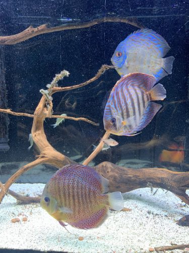 Super Eruption Discus, Blue Base photo review