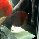 Crimson Star Alenquer Discus photo review