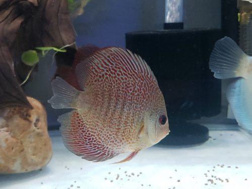 Super Eruption Discus, Blue Base photo review