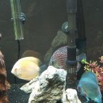 Classic Deep Blue Diamond Discus photo review