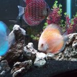 German Red Turquoise Discus, Red Base photo review