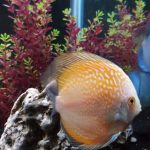 Golden Pearl Pigeon Snakeskin Discus photo review