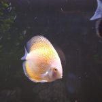 Golden Pearl Pigeon Snakeskin Discus photo review