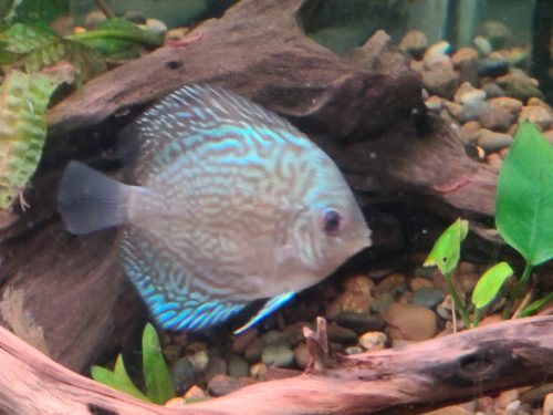 German Red Turquoise Discus, Blue Base photo review