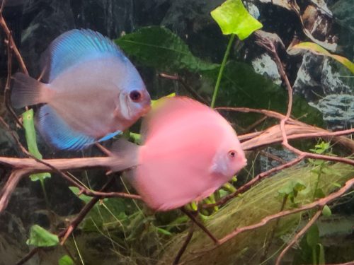 Neon Sapphire Discus photo review