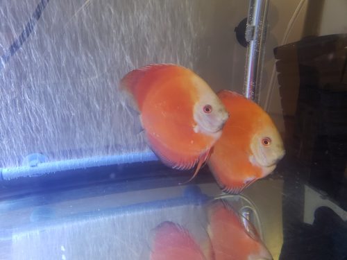 Fuji Red Tangerine Discus, Proven Pair photo review