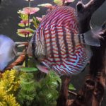 German Red Turquoise Discus, Red Base photo review