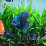 Cobalt Discus With Deep Blue Gene photo review