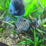 Cobalt Discus With Deep Blue Gene photo review