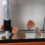 Red Super Eruption Discus, High Body photo review