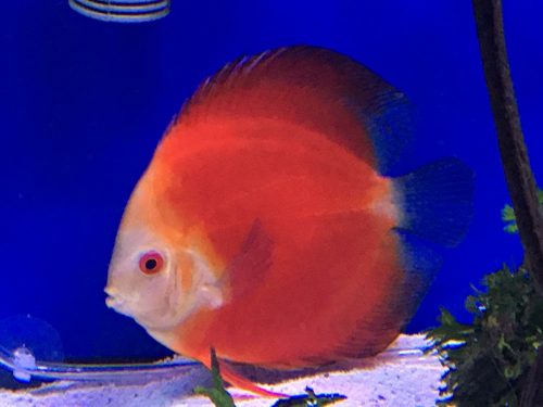 Fuji Red Discus photo review