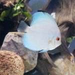 Neon Sapphire Discus photo review