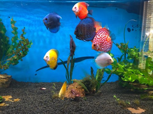 Red Eagle Discus, Wide Pattern photo review