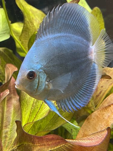 Cobalt Discus With Deep Blue Gene photo review