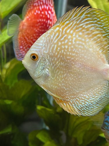 Golden Pearl Pigeon Snakeskin Discus photo review