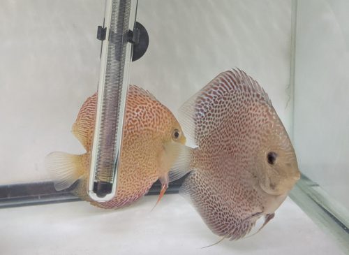 Penang Eruption Discus, Proven Breeding Pair photo review