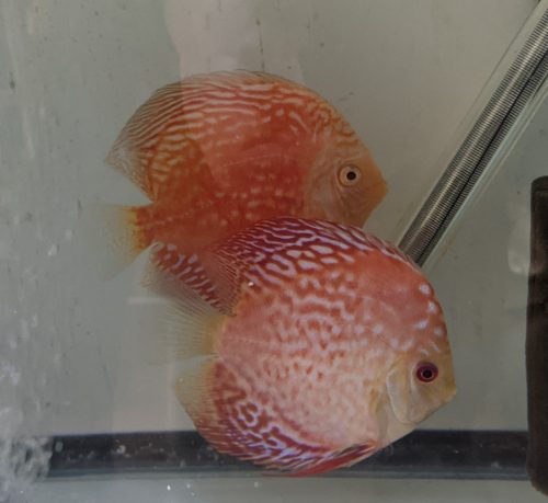 Red Eagle Discus, Wide Pattern, Proven Breeding Pair photo review