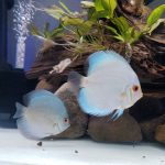 Neon Sapphire Discus photo review