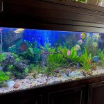 Ocean Green Snakeskin Discus photo review