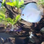 Neon Sapphire Discus photo review