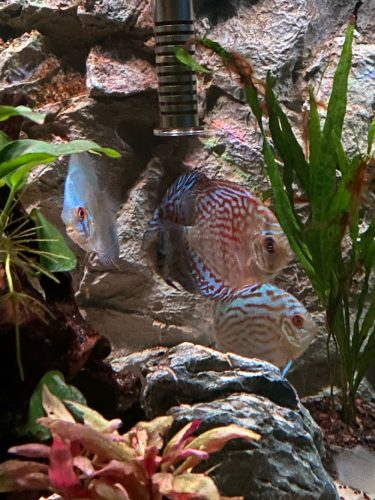 Blue Tiger Carnation Turquoise Discus photo review