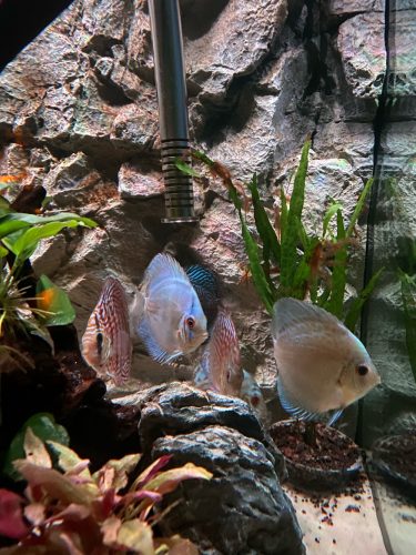 Classic Blue Scorpion Discus photo review