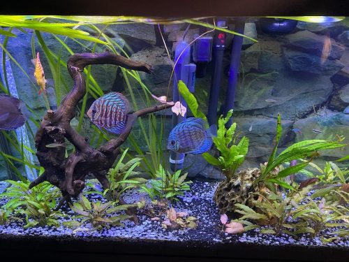 Brilliant Blue Turquoise Discus, Thick-Lined photo review