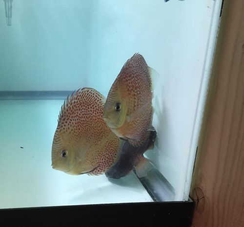 Super Eruption Discus, Blue Base photo review