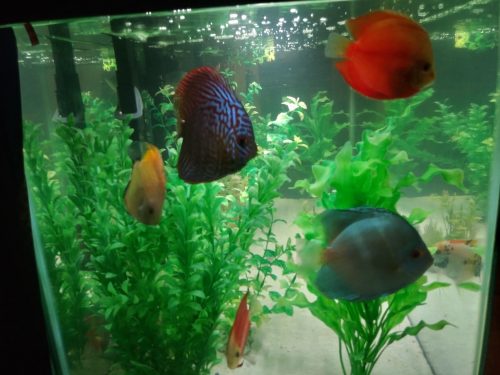 German Red Turquoise Discus, Red Base photo review