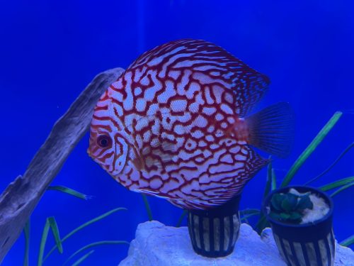 Red Eagle Discus, Wide Pattern photo review