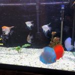 Classic Deep Blue Diamond Discus photo review