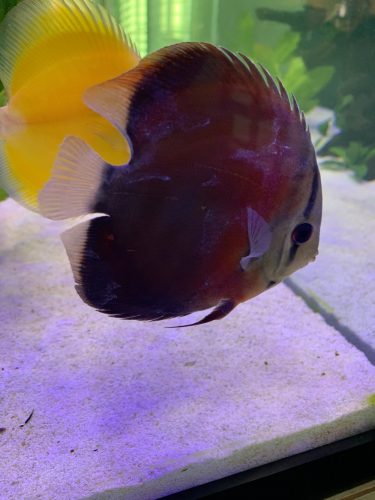 Classic San Merah Discus photo review