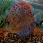 Red Super Eruption Discus, High Body photo review